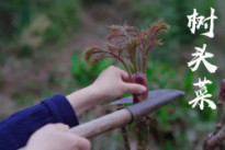 这种野菜竟长在树上，一斤还要80元，却很多人喜欢吃